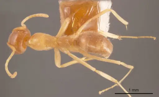 Iridomyrmex dromus specimen ANTWEB1008193 image antweb1008193_1