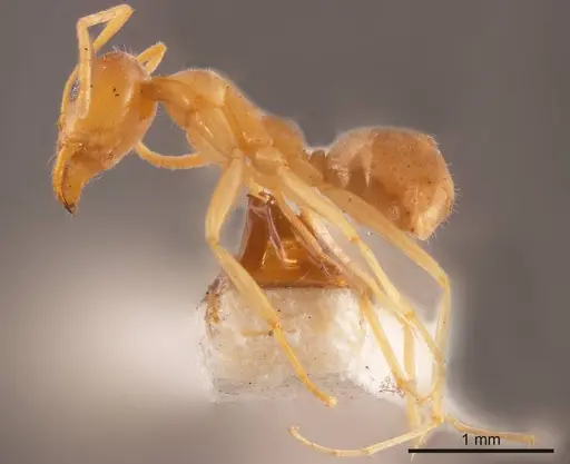 Iridomyrmex dromus specimen ANTWEB1008193 image antweb1008193_2