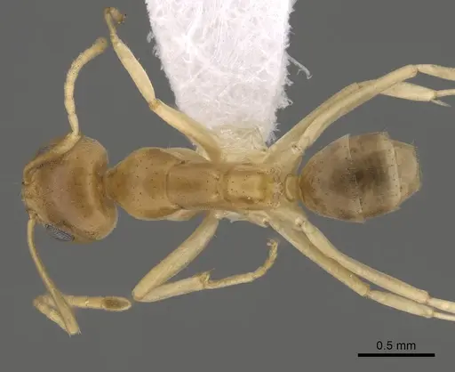 Iridomyrmex dromus specimen CASENT0249717 image casent0249717_1