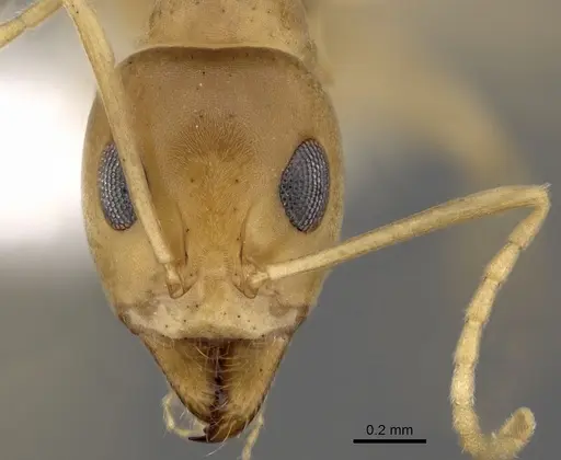 Iridomyrmex dromus specimen CASENT0249717 image casent0249717_2