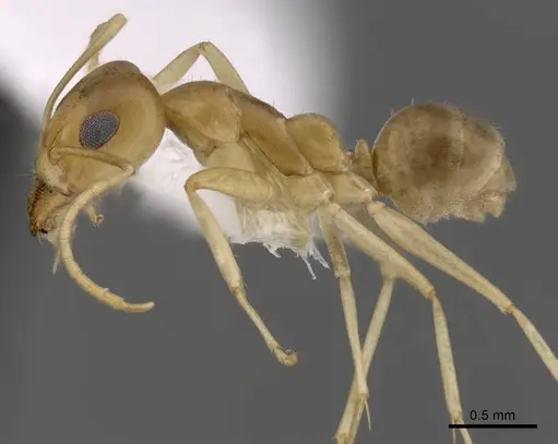 Iridomyrmex dromus specimen CASENT0249717 image casent0249717_3