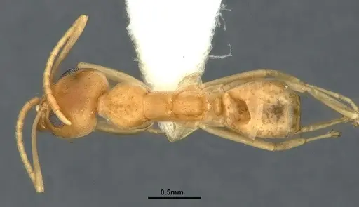 Iridomyrmex dromus specimen CASENT0886040 image casent0886040_1