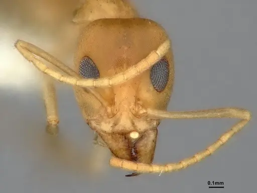Iridomyrmex dromus specimen CASENT0886040 image casent0886040_2