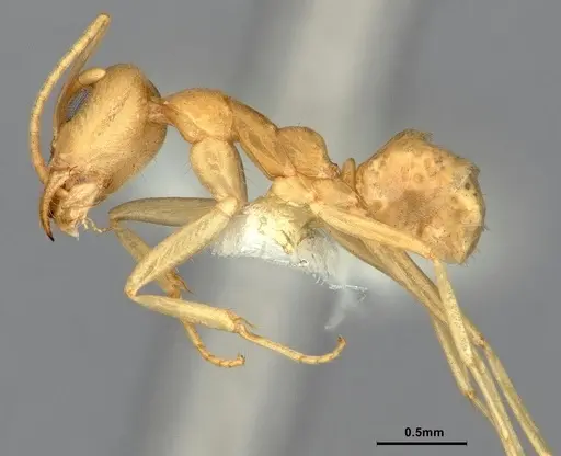 Iridomyrmex dromus specimen CASENT0886040 image casent0886040_3