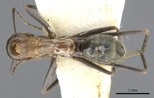 Iridomyrmex elongatus specimen CASENT0903091 image casent0903091_1