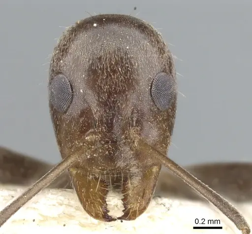 Iridomyrmex elongatus specimen CASENT0903091 image casent0903091_2
