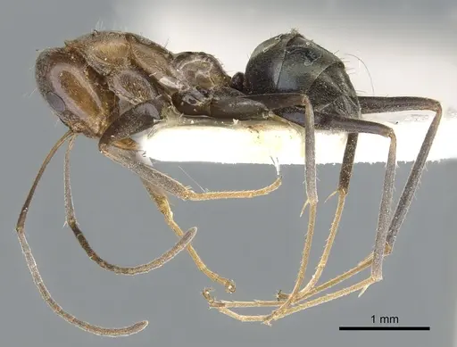 Iridomyrmex elongatus specimen CASENT0903091 image casent0903091_3
