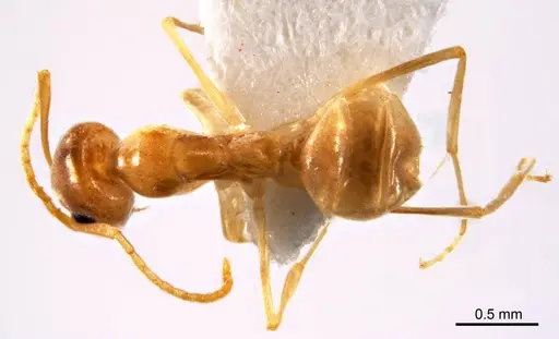 Iridomyrmex exsanguis specimen ANTWEB1008644 image antweb1008644_1