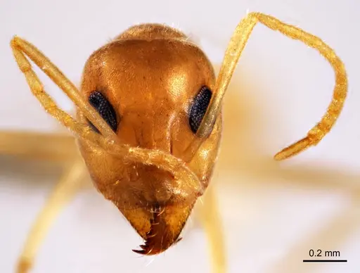 Iridomyrmex exsanguis specimen ANTWEB1008644 image antweb1008644_2