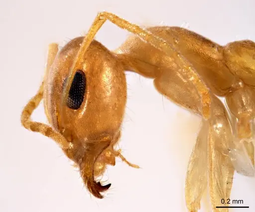 Iridomyrmex exsanguis specimen ANTWEB1008644 image antweb1008644_3