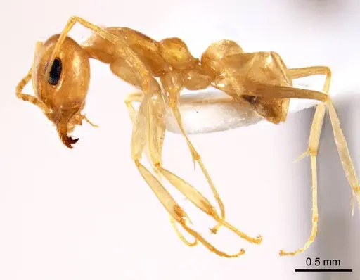 Iridomyrmex exsanguis specimen ANTWEB1008644 image antweb1008644_4