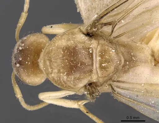 Iridomyrmex exsanguis specimen CASENT0909526 image casent0909526_1