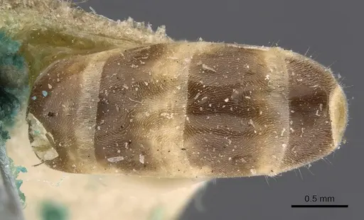 Iridomyrmex exsanguis specimen CASENT0909526 image casent0909526_2