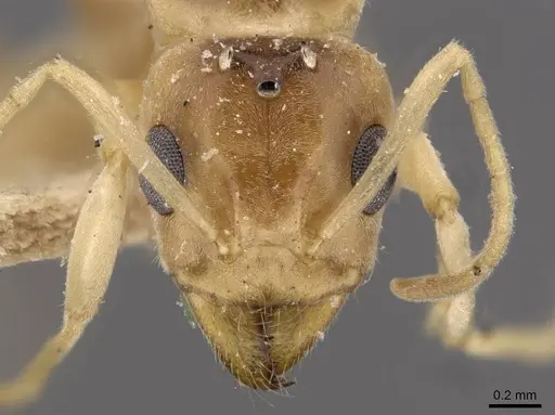 Iridomyrmex exsanguis specimen CASENT0909526 image casent0909526_3