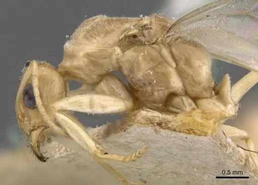 Iridomyrmex exsanguis specimen CASENT0909526 image casent0909526_4