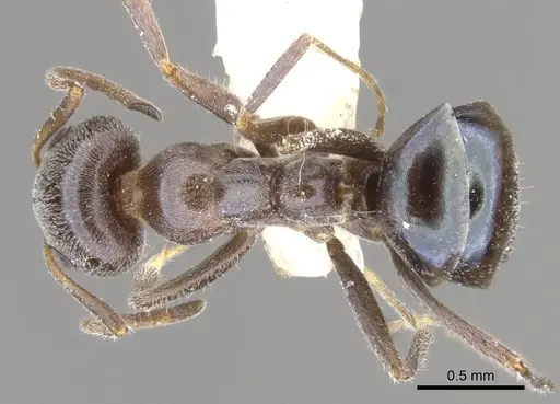 Iridomyrmex fulgens specimen CASENT0903103 image casent0903103_1