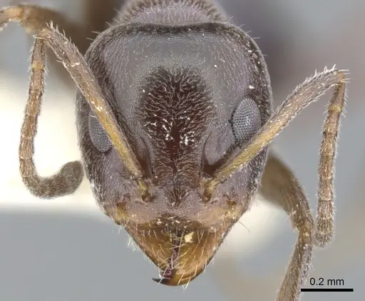 Iridomyrmex fulgens specimen CASENT0903103 image casent0903103_2