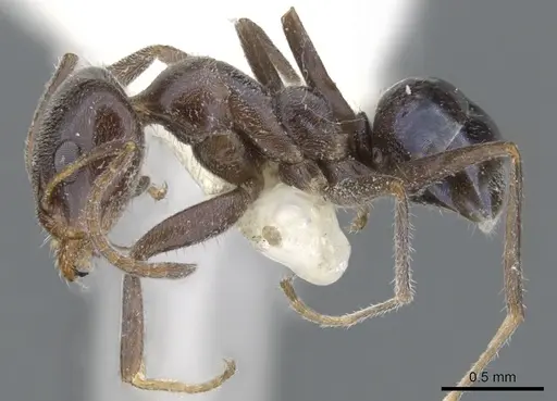 Iridomyrmex fulgens specimen CASENT0903103 image casent0903103_3