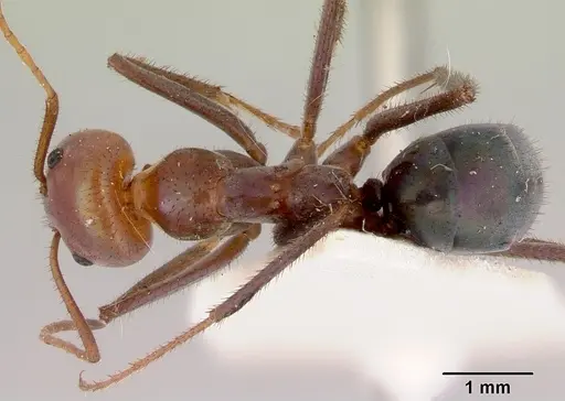 Iridomyrmex galbanus specimen CASENT0172038 image casent0172038_1