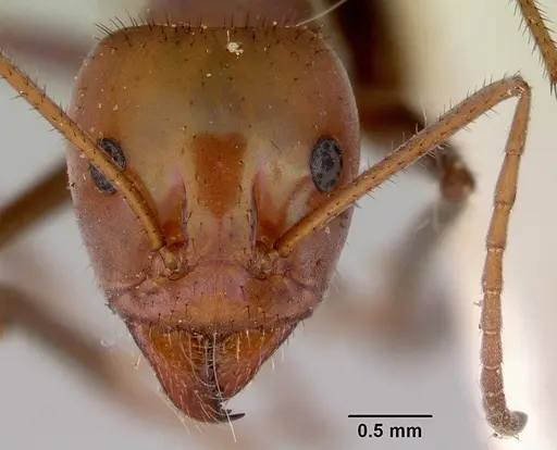 Iridomyrmex galbanus specimen CASENT0172038 image casent0172038_2
