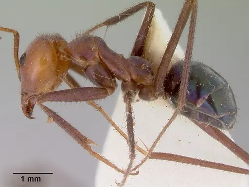 Iridomyrmex galbanus specimen CASENT0172038 image casent0172038_3