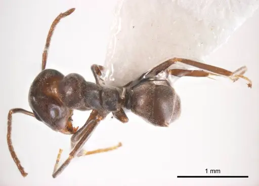 Iridomyrmex gibbus specimen ANTWEB1008645 image antweb1008645_1