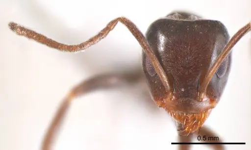Iridomyrmex gibbus specimen ANTWEB1008645 image antweb1008645_2