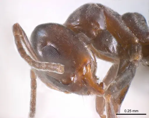 Iridomyrmex gibbus specimen ANTWEB1008645 image antweb1008645_3