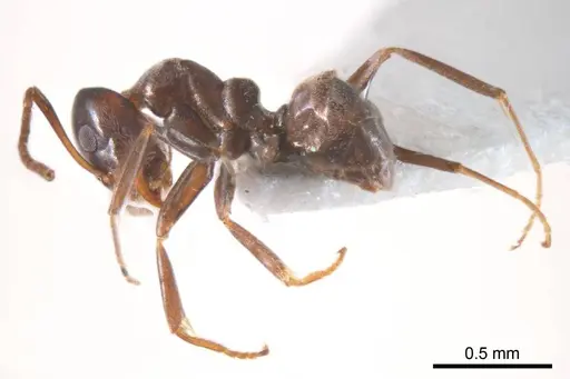 Iridomyrmex gibbus specimen ANTWEB1008645 image antweb1008645_4