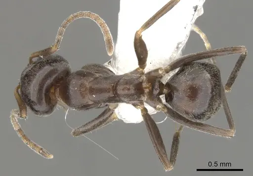 Iridomyrmex gibbus specimen CASENT0903104 image casent0903104_1