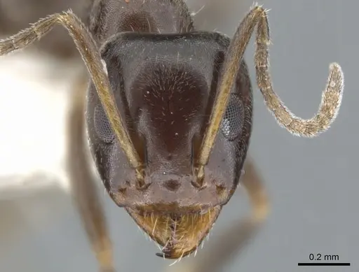 Iridomyrmex gibbus specimen CASENT0903104 image casent0903104_2