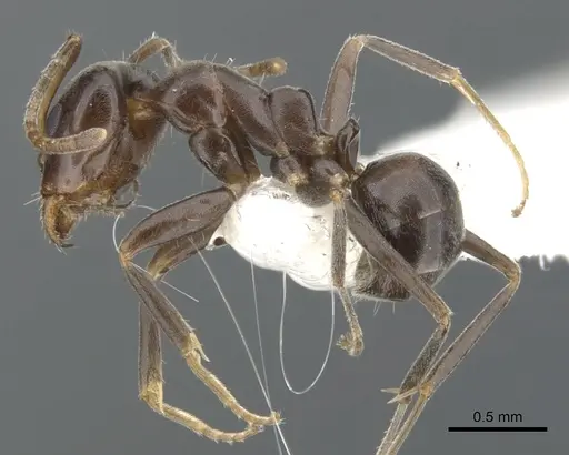 Iridomyrmex gibbus specimen CASENT0903104 image casent0903104_3