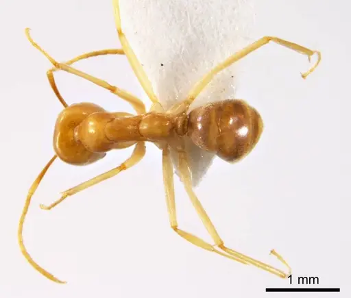 Iridomyrmex hartmeyeri specimen ANTWEB1008646 image antweb1008646_1