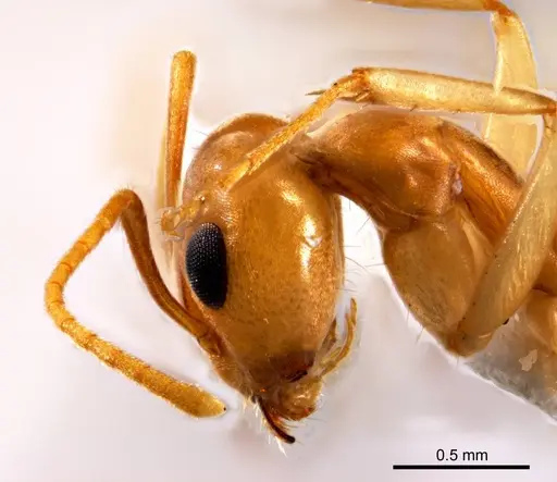 Iridomyrmex hartmeyeri specimen ANTWEB1008646 image antweb1008646_3