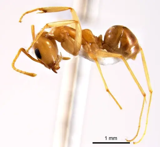 Iridomyrmex hartmeyeri specimen ANTWEB1008646 image antweb1008646_4
