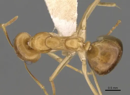 Iridomyrmex hartmeyeri specimen CASENT0249718 image casent0249718_1