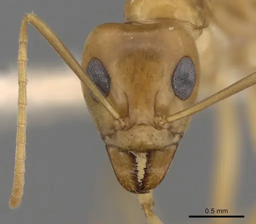Iridomyrmex hartmeyeri specimen CASENT0249718 image casent0249718_2