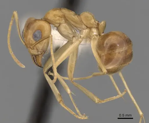 Iridomyrmex hartmeyeri specimen CASENT0249718 image casent0249718_3