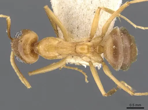 Iridomyrmex hartmeyeri specimen CASENT0909537 image casent0909537_1