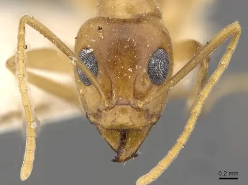 Iridomyrmex hartmeyeri specimen CASENT0909537 image casent0909537_2