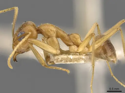 Iridomyrmex hartmeyeri specimen CASENT0909537 image casent0909537_3