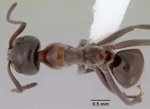 Iridomyrmex hesperus specimen CASENT0172052 image casent0172052_1