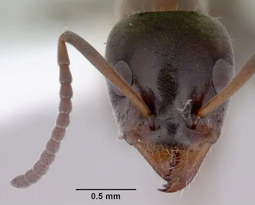Iridomyrmex hesperus specimen CASENT0172052 image casent0172052_2
