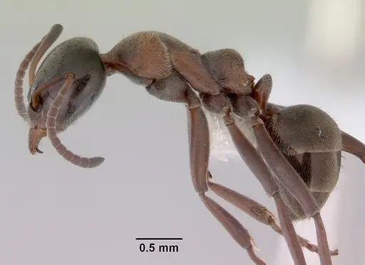 Iridomyrmex hesperus specimen CASENT0172052 image casent0172052_3