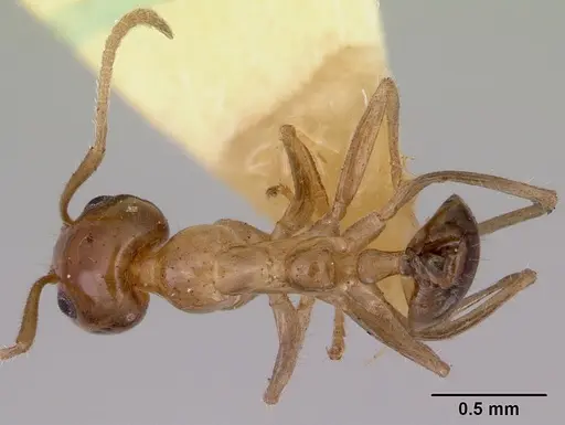 Iridomyrmex innocens specimen CASENT0172057 image casent0172057_1