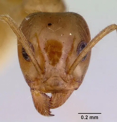 Iridomyrmex innocens specimen CASENT0172057 image casent0172057_2