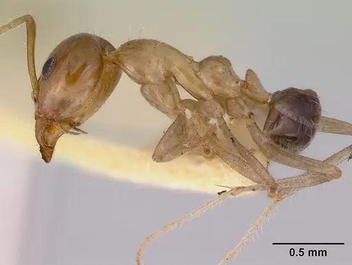 Iridomyrmex innocens specimen CASENT0172057 image casent0172057_3