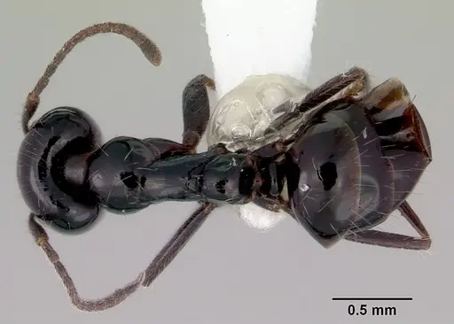 Iridomyrmex innocens specimen CASENT0172062 image casent0172062_1