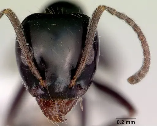 Iridomyrmex innocens specimen CASENT0172062 image casent0172062_2