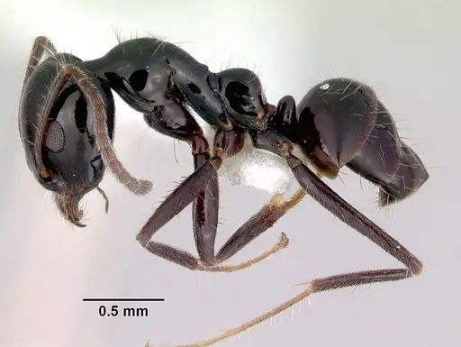 Iridomyrmex innocens specimen CASENT0172062 image casent0172062_3